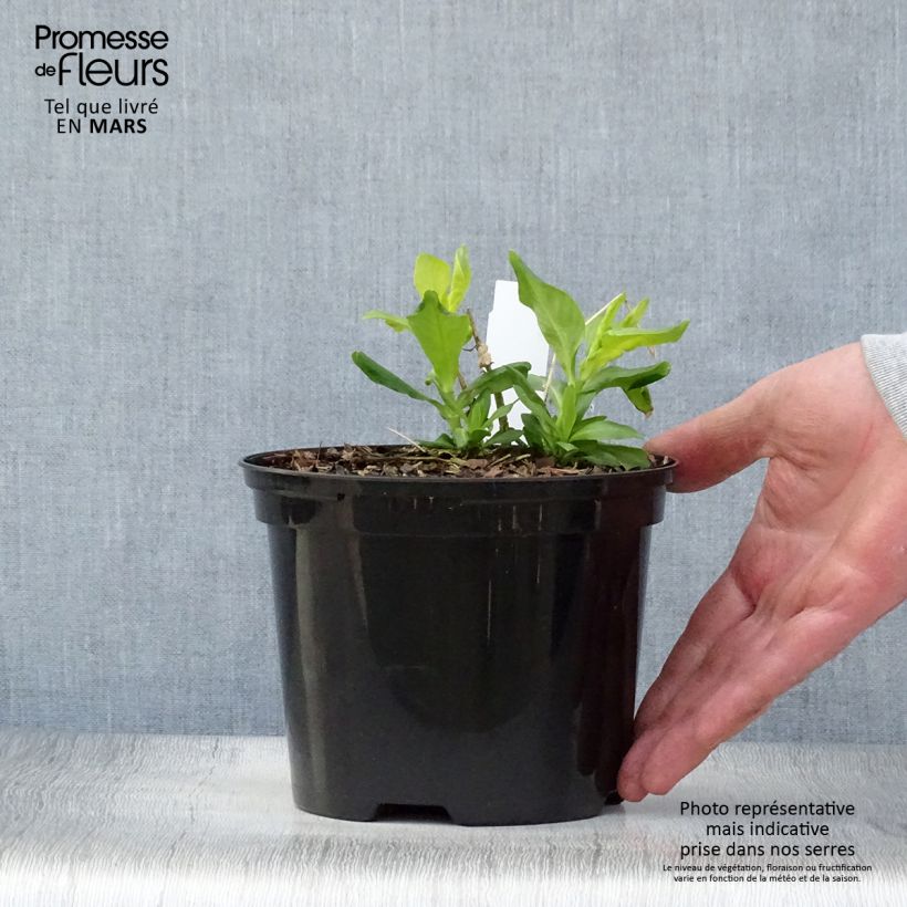 Example of Phlox paniculata Tiara Vaso da 2L/3L as you get in printemps