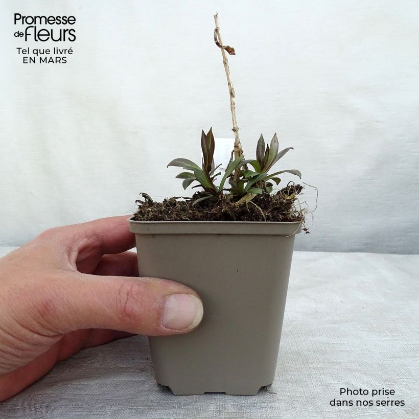 Example of Phlox paniculata Uspech Vasetto da 8/9 cm as you get in printemps