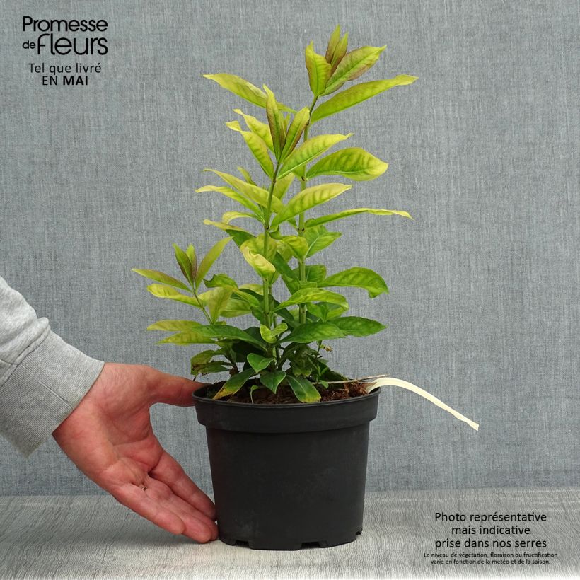 Phlox paniculata Uspech Vaso da 2L/3L esemplare consegnato in primavera