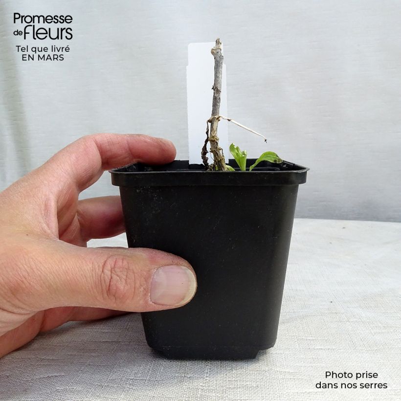 Example of Phlox paniculata White Eye Flame Vasetto da 8/9 cm as you get in printemps