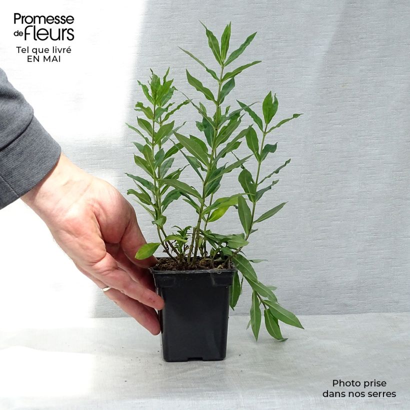 Phlox paniculata Windsor Vasetto da 7/8 cm esemplare consegnato in primavera