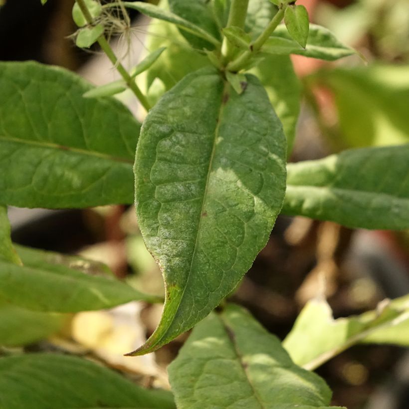 Phlox paniculata Younique Bicolor (Foliage)