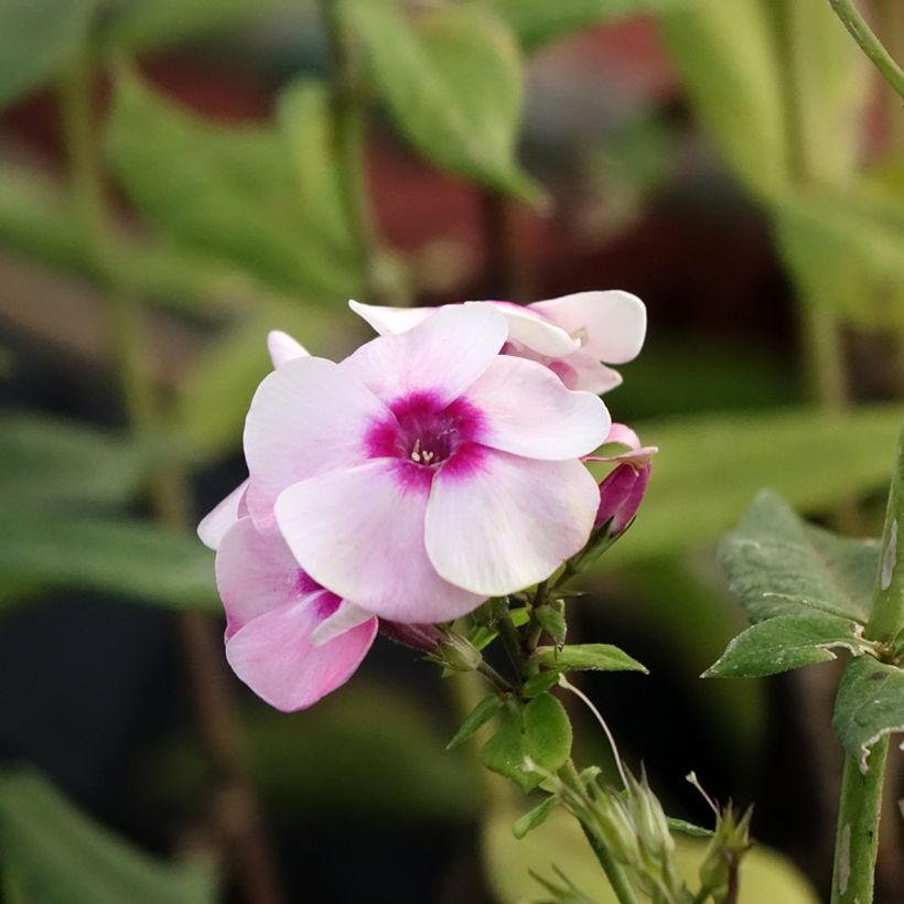 Phlox paniculata Younique Bicolor (Flowering)