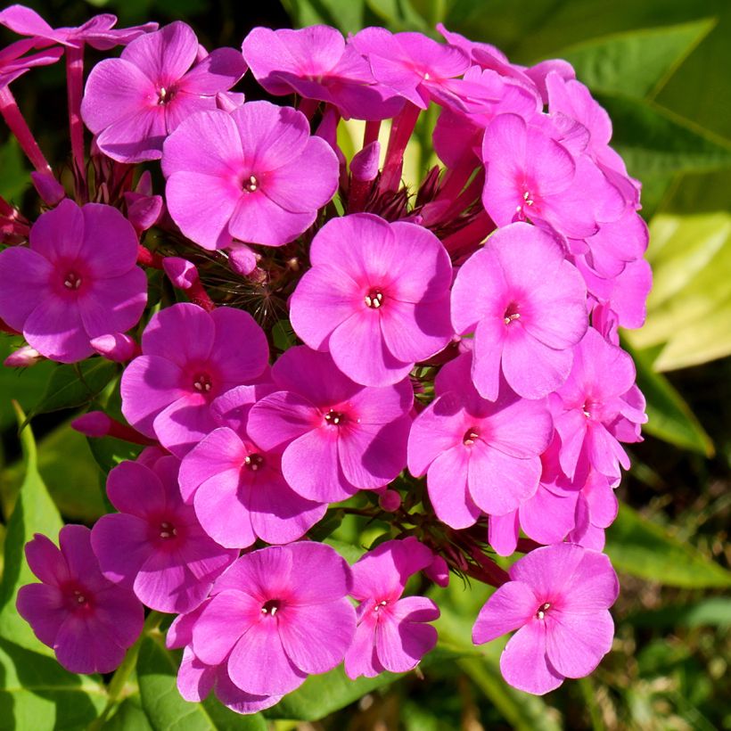 Phlox paniculata Younique Cerise (Fioritura)
