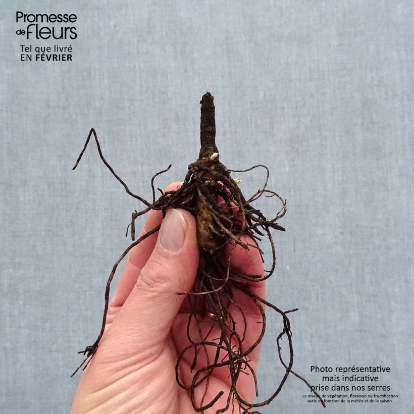 Phlox paniculata Younique Old Blue Piante piccole a radice nuda esemplare consegnato in inverno