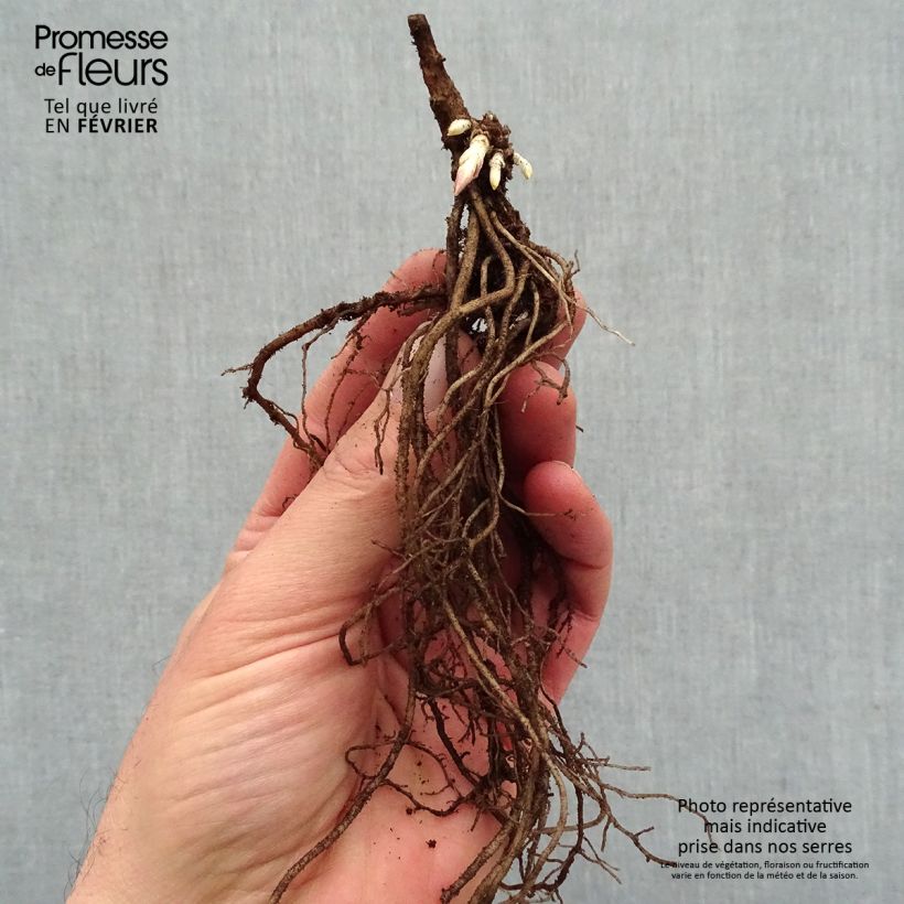 Phlox paniculata Younique Old Pink Piante piccole a radice nuda esemplare consegnato in inverno