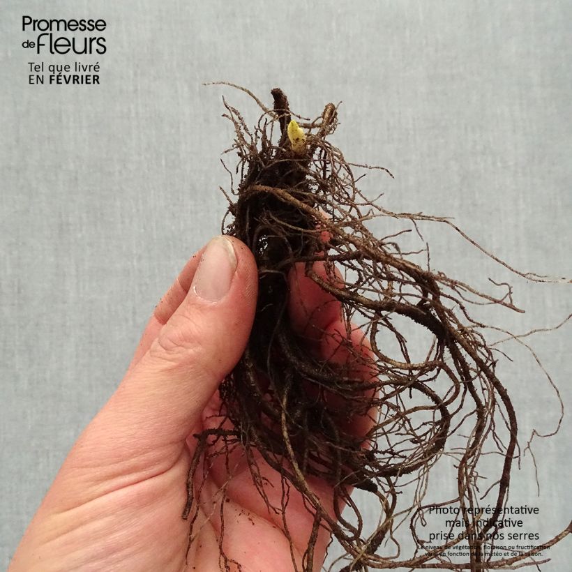 Phlox paniculata Younique Old Purple Piante piccole a radice nuda esemplare consegnato in inverno