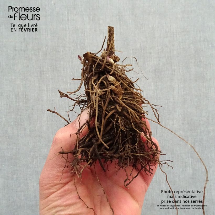 Phlox paniculata Younique Red Piante piccole a radice nuda esemplare consegnato in inverno