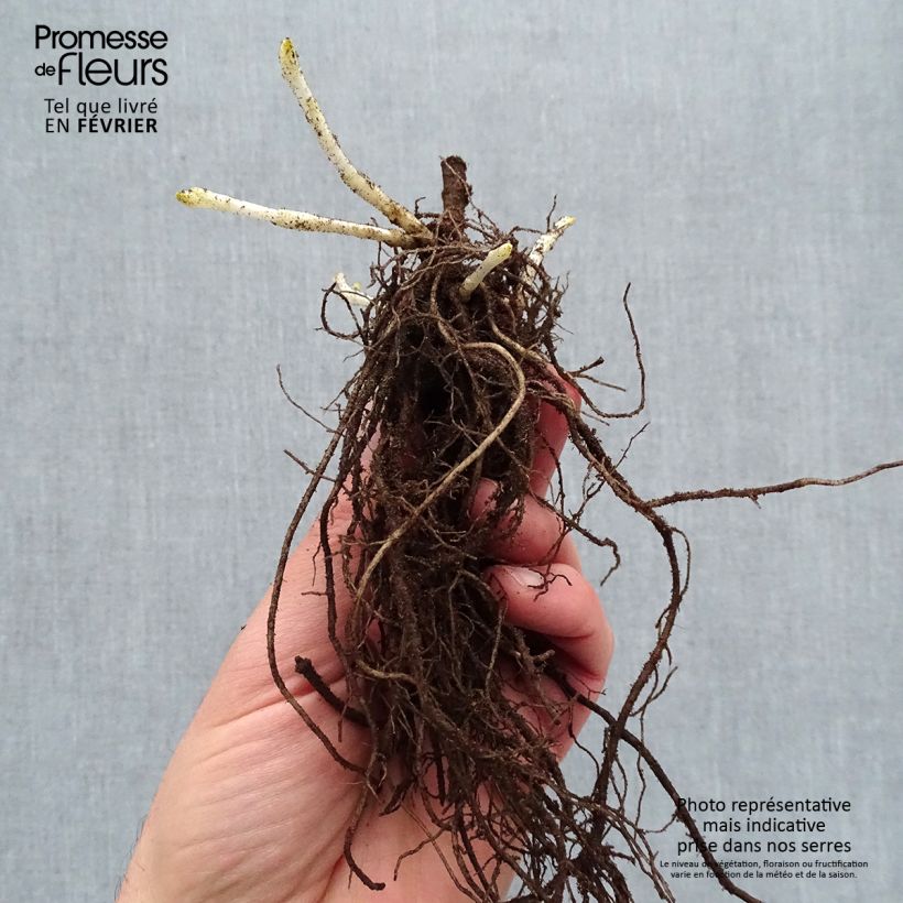 Phlox paniculata Younique Trendy Piante piccole a radice nuda esemplare consegnato in inverno