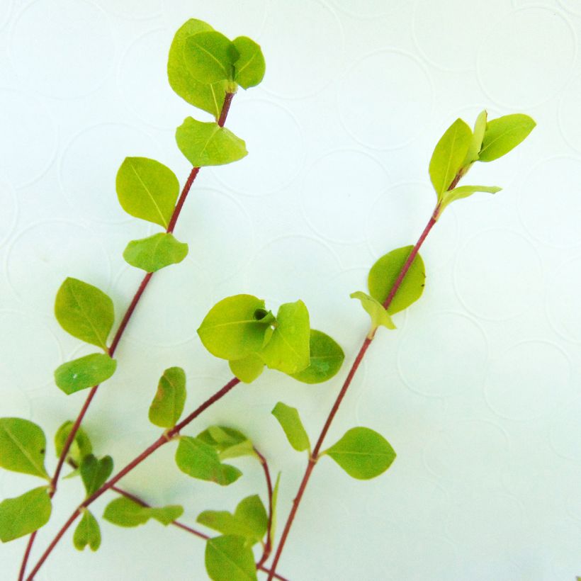 Phlox stolonifera Blue Ridge - Phlox strisciante (Foliage)