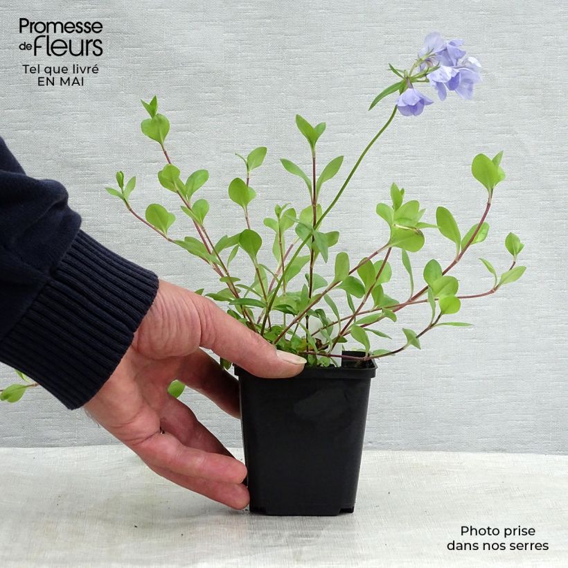 Example of Phlox stolonifera Blue Ridge - Phlox strisciante Vasetto da 8/9 cm as you get in printemps