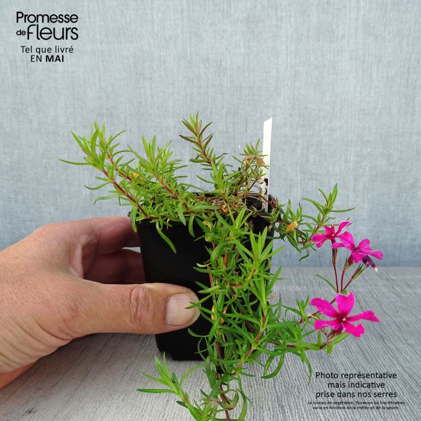 Example of Phlox subulata Atropurpurea - Muscio rosa Vasetto da 8/9 cm as you get in printemps