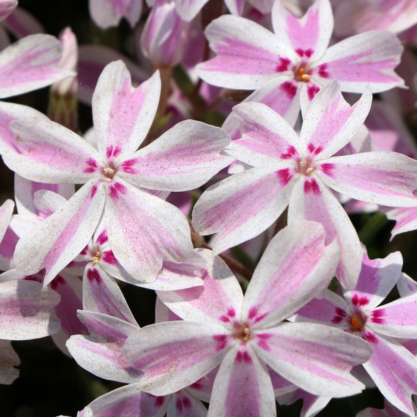 Phlox subulata Drumm - Muscio rosa (Fioritura)