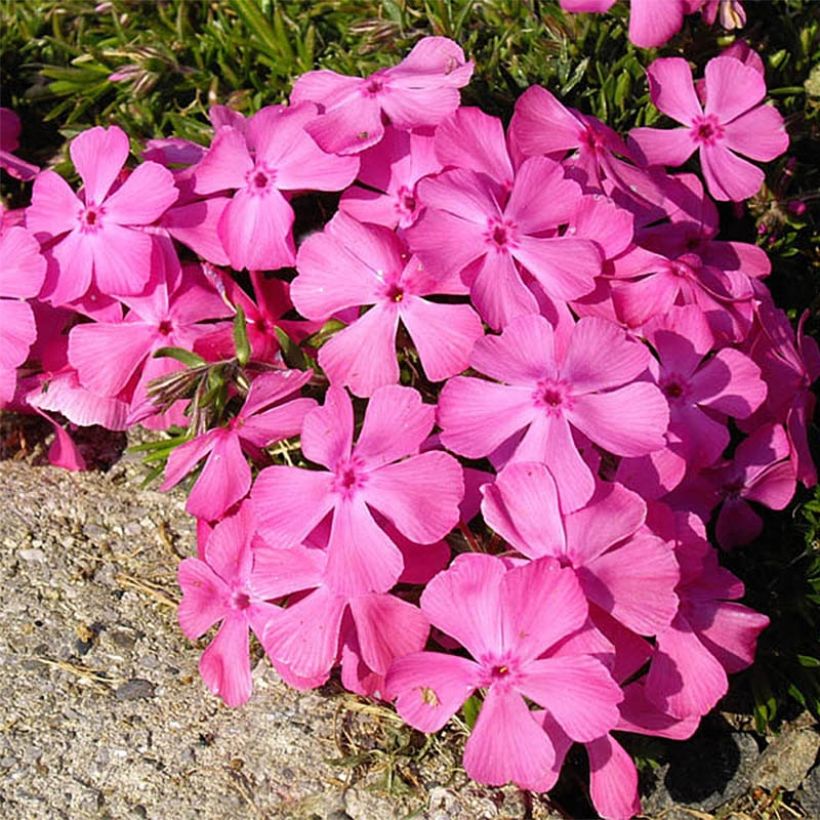 Phlox subulata McDaniel's Cushion - Muscio rosa (Flowering)