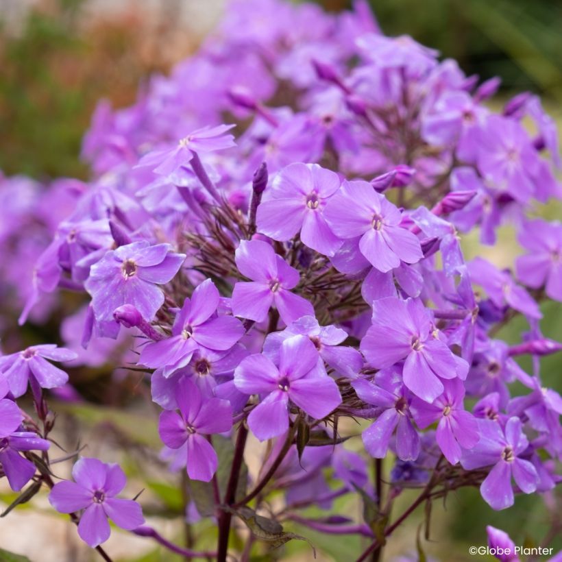 Phlox Queen Paola (Fioritura)