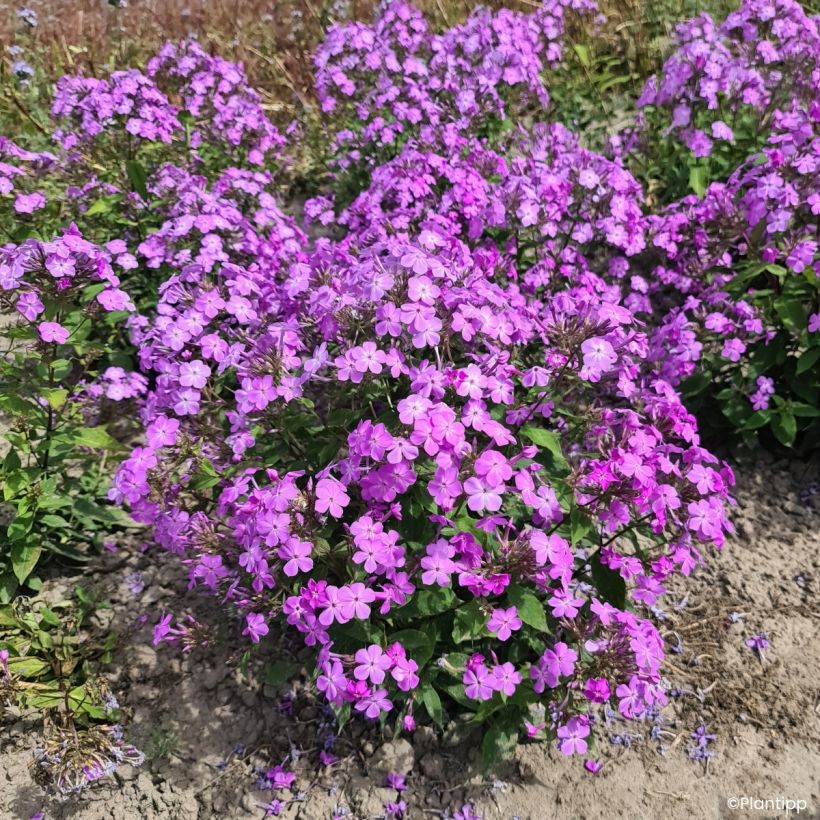 Phlox Queen Paola (Porto)