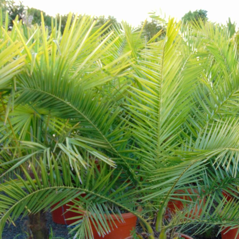 Phoenix canariensis - Palma delle Canarie (Foliage)