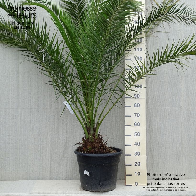Example of Phoenix canariensis - Palma delle Canarie Vaso da 30L/35L as you get in printemps