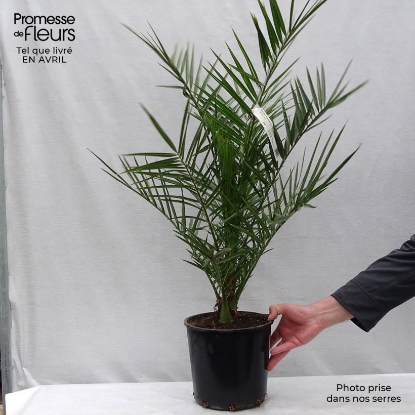 Example of Phoenix canariensis - Palma delle Canarie Vaso da 6L/7L as you get in printemps