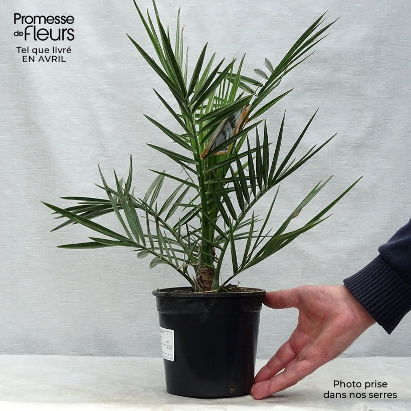 Example of Phoenix canariensis - Palma delle Canarie Vaso da 1L/1,5L as you get in printemps
