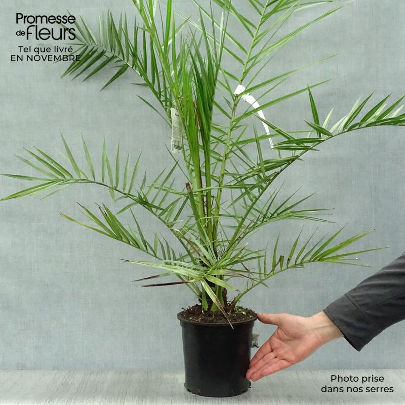 Esemplare di Phoenix canariensis - Palma delle Canarie Vaso da 3L/4L come consegnato in autunno