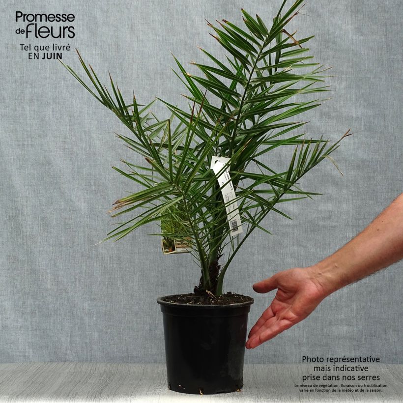 Esemplare di Phoenix canariensis - Palma delle Canarie Vaso da 3L/4L consegnato in estate