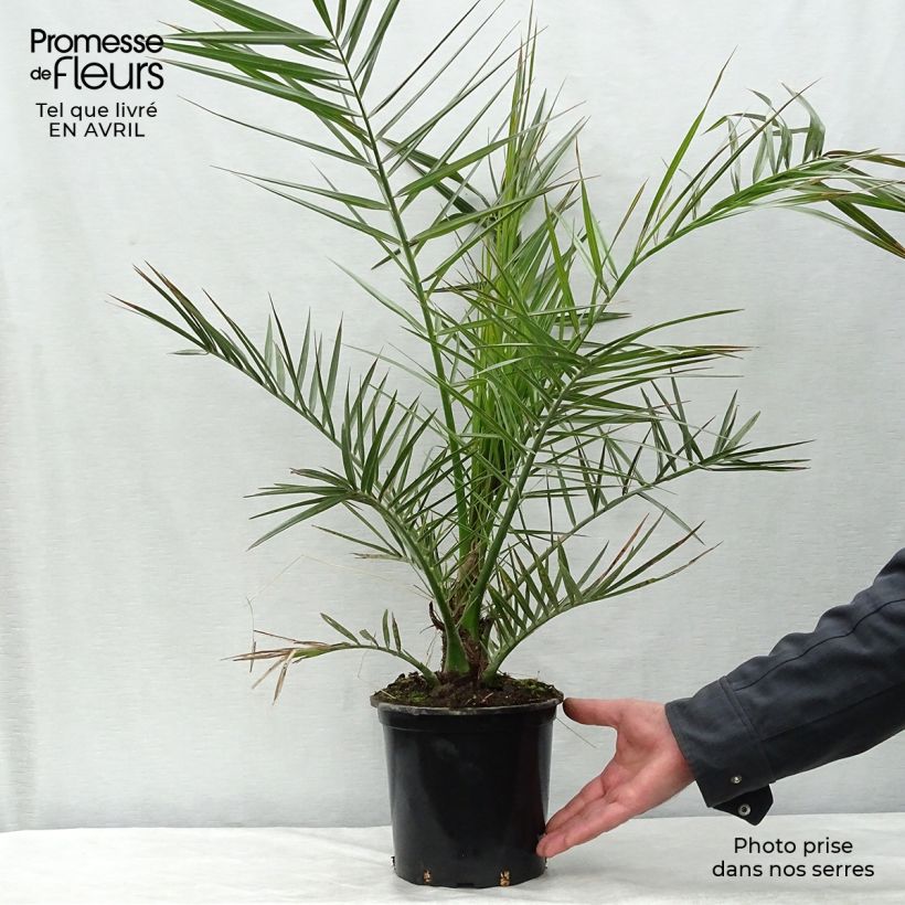 Example of Phoenix canariensis - Palma delle Canarie Vaso da 3L/4L as you get in printemps