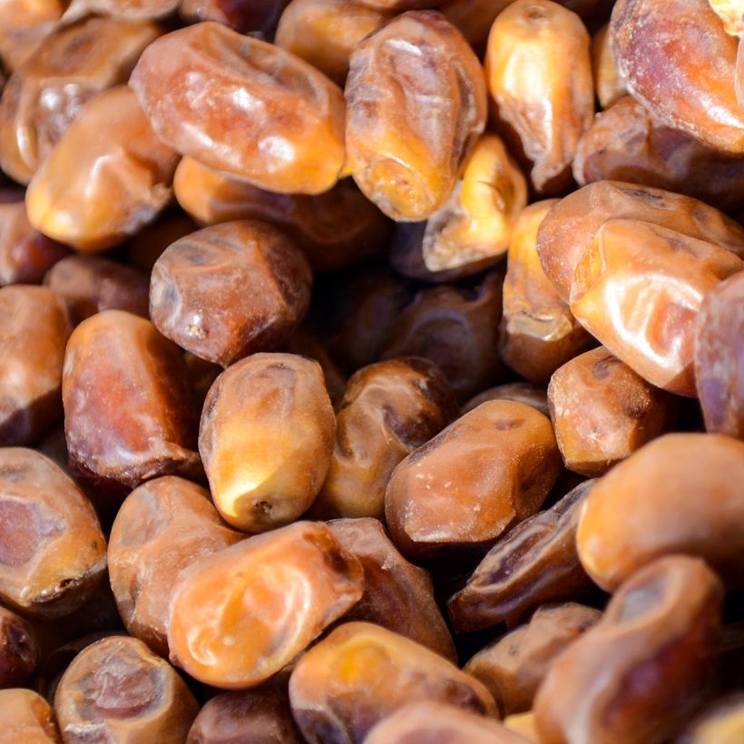 Phoenix dactylifera - Palma da datteri (Harvest)