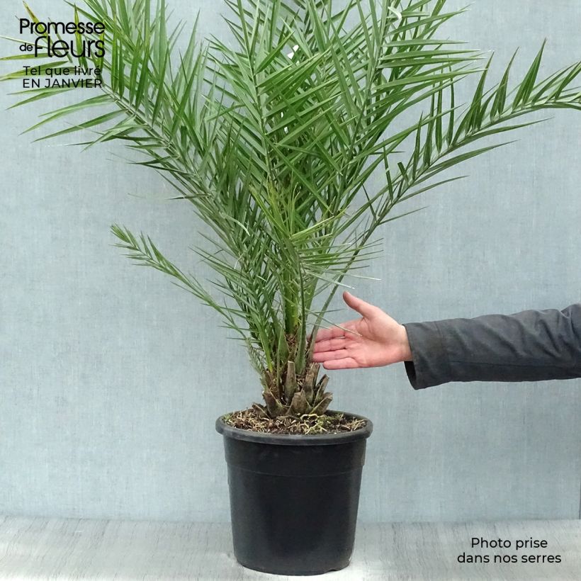 Example of Phoenix dactylifera - Palma da datteri Vaso da 7,5L/10L as you get in hiver