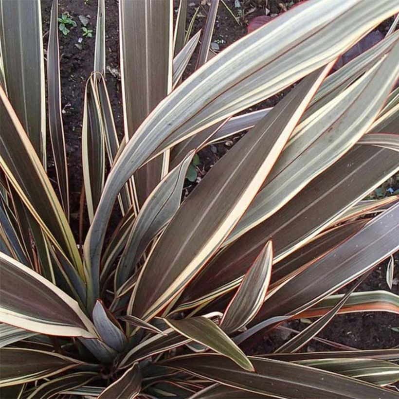 Phormium Alison Blackman - Lino della Nuova Zelanda (Foliage)