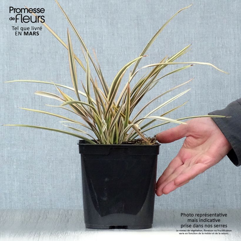 Example of Phormium Alison Blackman - Lino della Nuova Zelanda Vaso da 3L/4L as you get in printemps