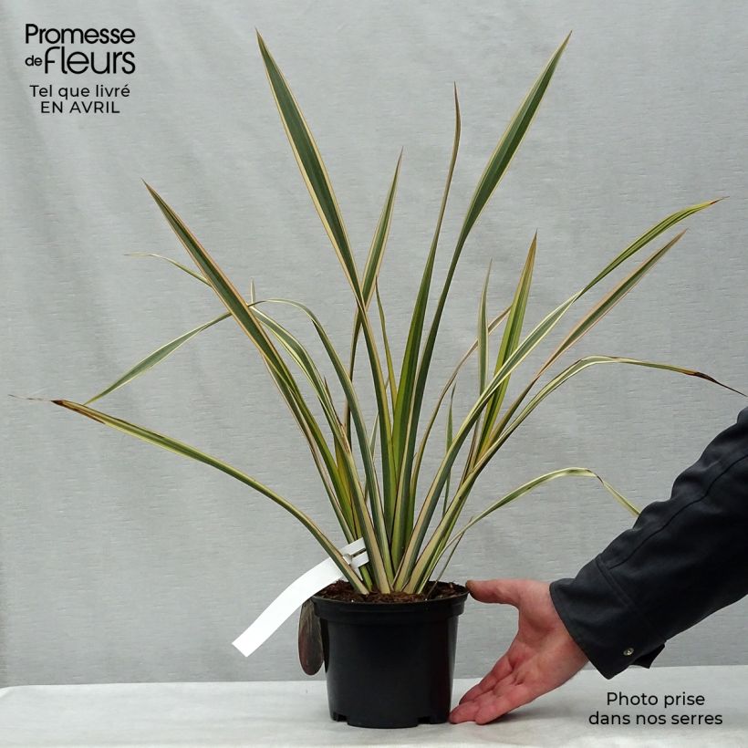 Phormium Golden Ray - Lino della Nuova Zelanda Vaso da 2L/3L esemplare consegnato in primavera