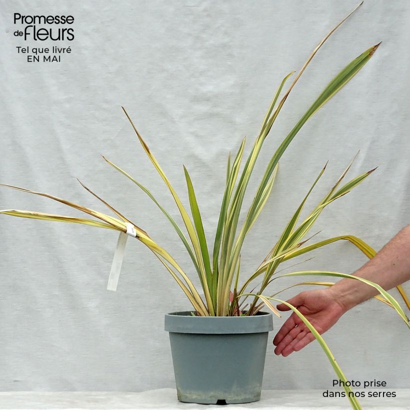 Phormium Golden Ray - Lino della Nuova Zelanda Vaso da 7,5L/10L esemplare consegnato in primavera