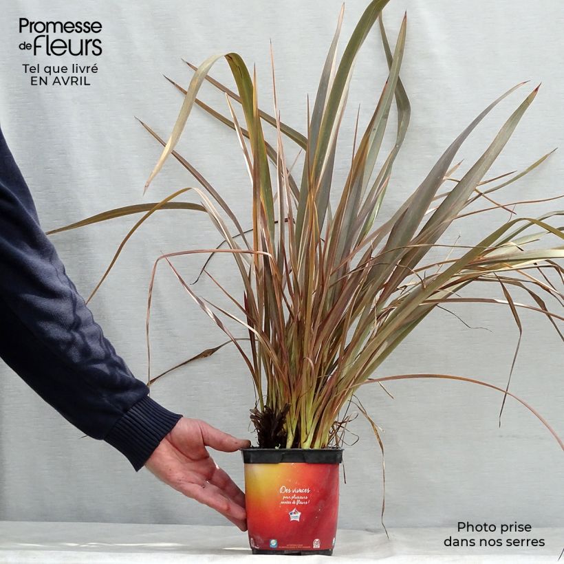 Phormium Jack Spratt - Lino della Nuova Zelanda Vaso da 2L/3L esemplare consegnato in primavera