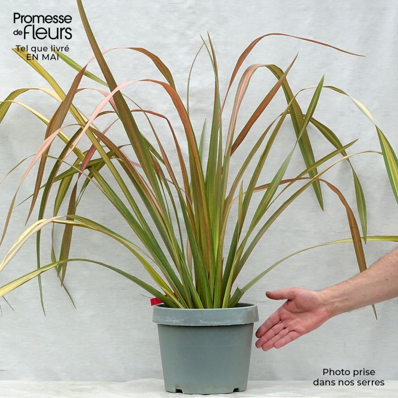 Example of Phormium Jester - Lino della Nuova Zelanda Vaso da 7,5L/10L as you get in printemps