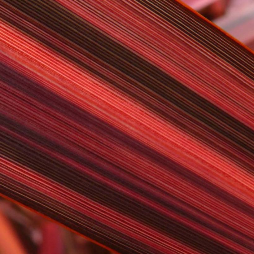 Phormium Margaret Jones - Lino della Nuova Zelanda (Foliage)