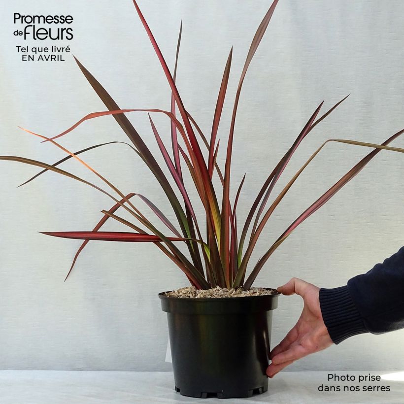 Example of Phormium Margaret Jones - Lino della Nuova Zelanda Vaso da 4L/5L as you get in printemps