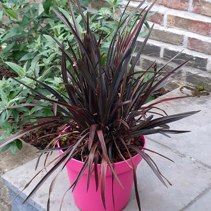Phormium Mini Magic - Lin de Nouvelle-Zélande (Porto)