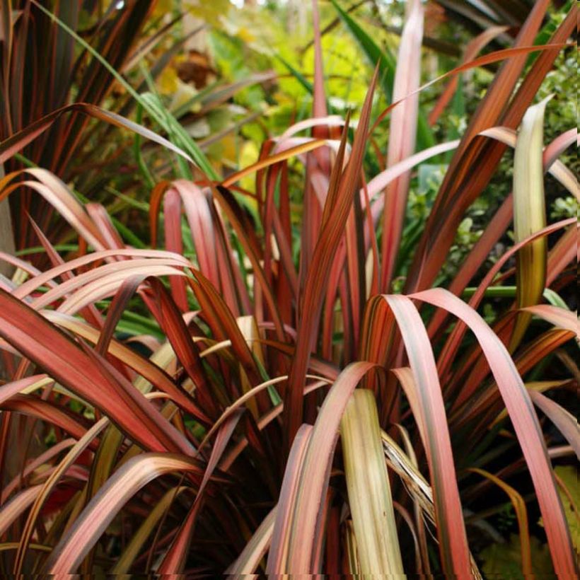 Phormium Pink Panther - Lino della Nuova Zelanda (Fogliame)