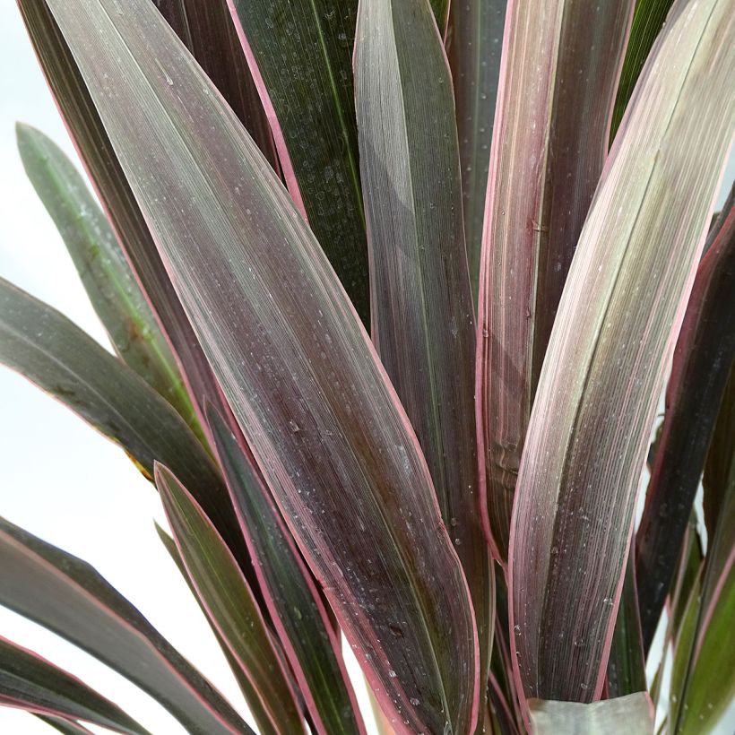 Phormium Pink Stripe - Lino della Nuova Zelanda (Foliage)