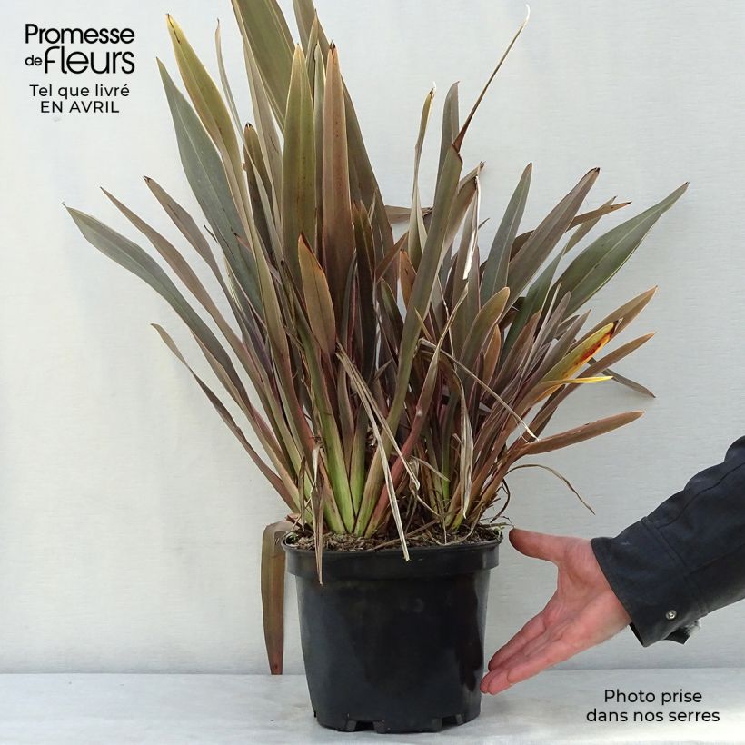 Example of Phormium Pink Stripe - Lino della Nuova Zelanda Vaso da 3L/4L as you get in printemps