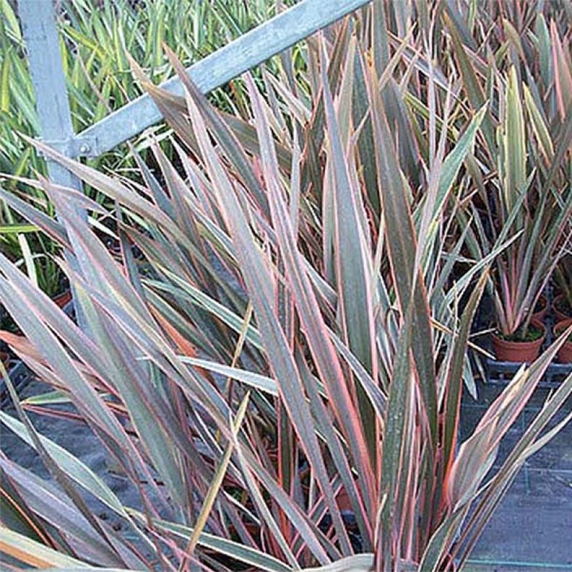 Phormium Rainbow Queen - Lino della Nuova Zelanda (Foliage)