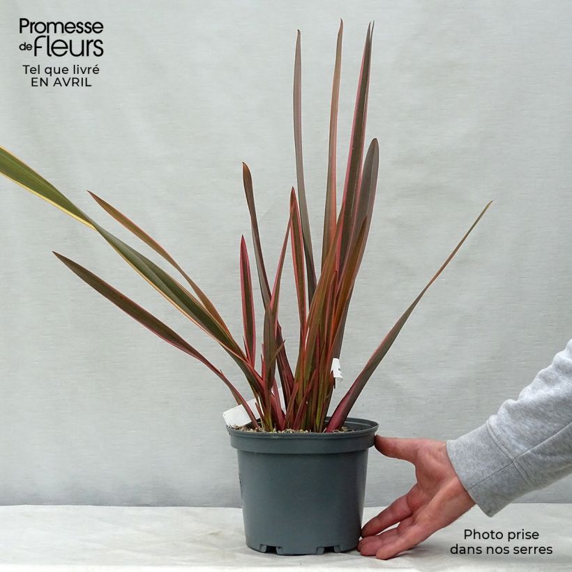 Example of Phormium Rainbow Queen - Lino della Nuova Zelanda Vaso da 2L/3L as you get in printemps