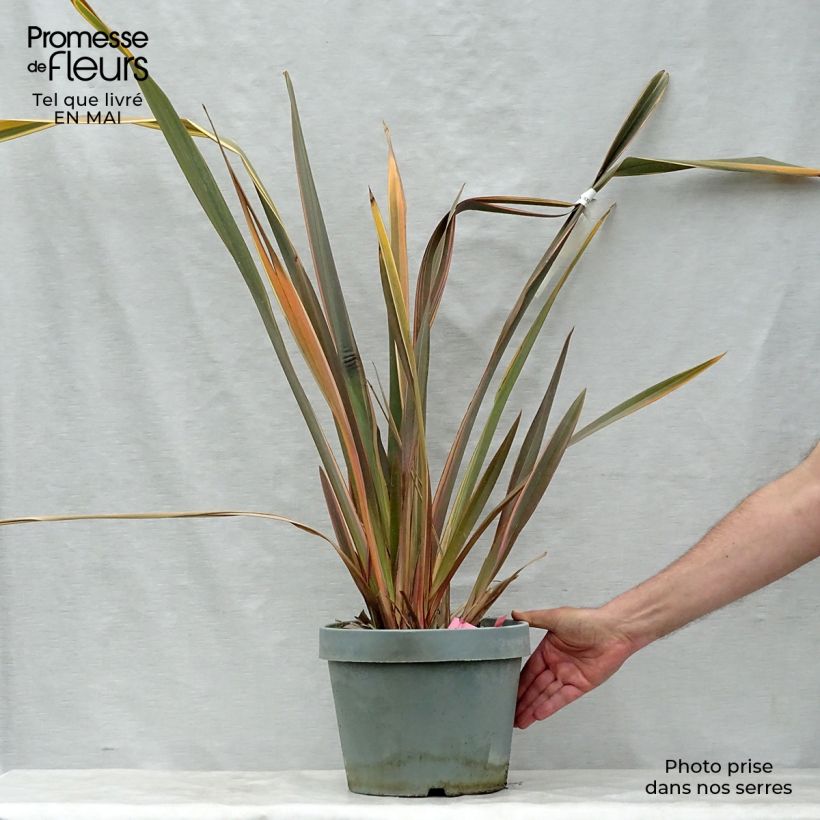 Example of Phormium Rainbow Queen - Lino della Nuova Zelanda Vaso da 7,5L/10L as you get in printemps