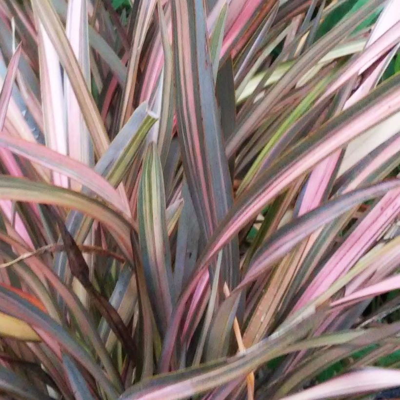Phormium Rainbow Sunrise - Lino della Nuova Zelanda (Fogliame)