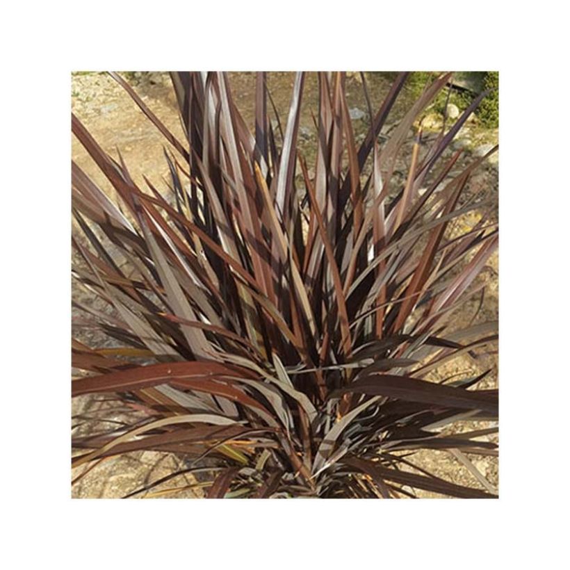 Phormium Special Red - Lino della Nuova Zelanda (Foliage)
