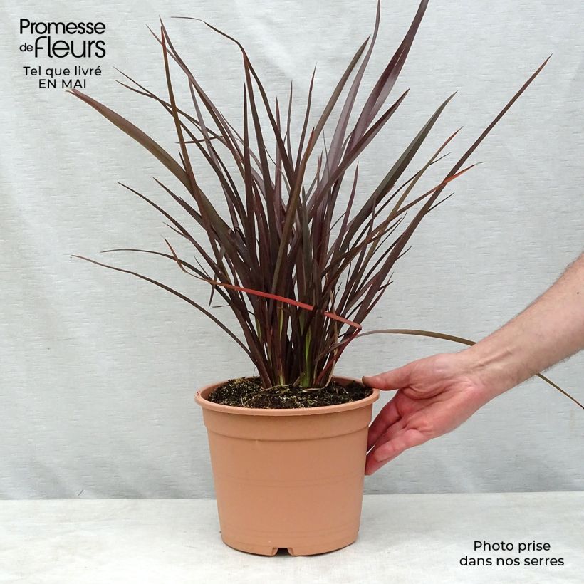 Example of Phormium Special Red - Lino della Nuova Zelanda Vaso da 4L/5L as you get in printemps
