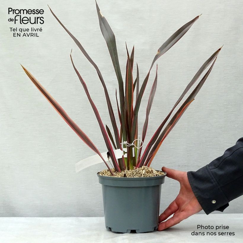 Phormium Sundowner - Lino della Nuova Zelanda Vaso da 2L/3L esemplare consegnato in primavera