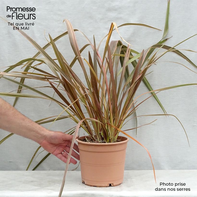 Phormium Sundowner - Lino della Nuova Zelanda Vaso da 4L/5L esemplare consegnato in primavera