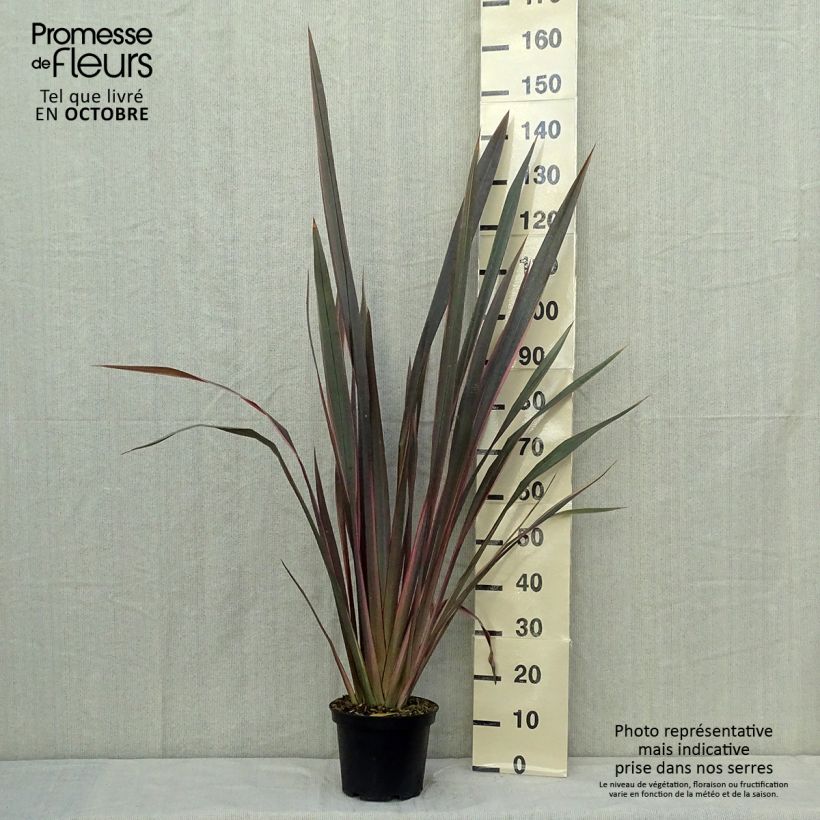 Esemplare di Phormium Sundowner - Lino della Nuova Zelanda Vaso da 4L/5L come consegnato in autunno